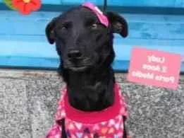 Cachorro raça  idade 3 anos nome Ludy