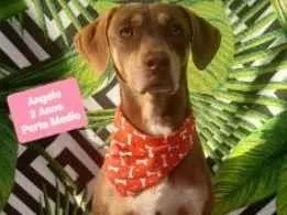 Cachorro raça  idade 2 anos nome Angelo