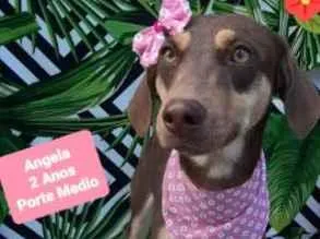 Cachorro raça  idade 2 anos nome Angela