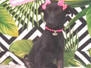 Cachorro raça  idade 7 a 11 meses nome Paty