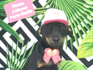 Cachorro raça  idade 2 a 6 meses nome Dengosa