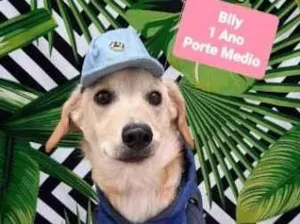 Cachorro raça  idade 1 ano nome Bily