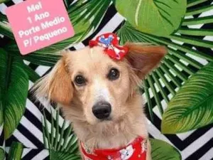 Cachorro raça  idade 1 ano nome Mel