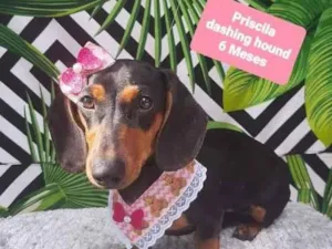 Cachorro raça  idade 2 a 6 meses nome Priscila 