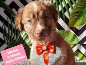 Cachorro raça  idade 2 a 6 meses nome Carinhoso