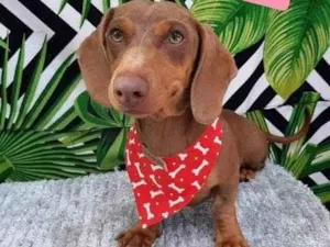 Cachorro raça  idade 2 a 6 meses nome Arthur 