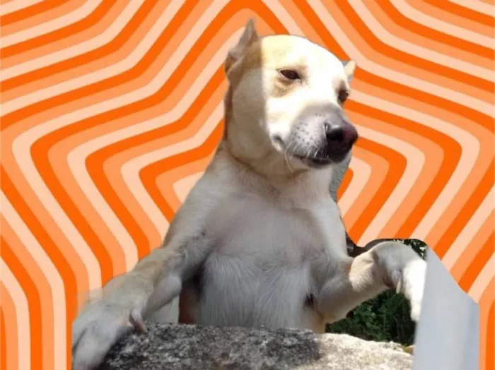 Cachorro raça Srd idade 1 ano nome Trovão bonzinho 