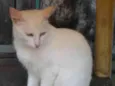 Branca