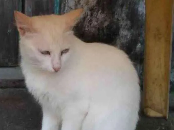 Gato raça Srd idade 2 a 6 meses nome Branca