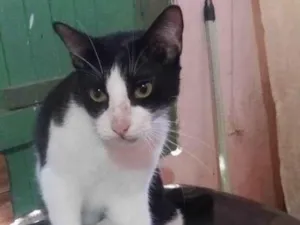 Gato raça Srd idade 2 a 6 meses nome Frajola