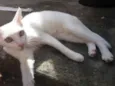 Bela