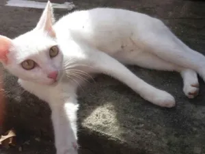 Gato raça Srd idade 2 a 6 meses nome Bela