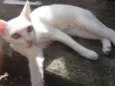 Bela