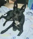 Cachorro raça Srd idade 7 a 11 meses nome Alina 10 meses linda