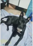Cachorro raça Srd idade 7 a 11 meses nome Alina 10 meses linda