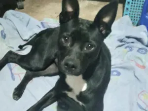 Cachorro raça Srd idade 7 a 11 meses nome Alina 10 meses linda