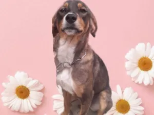 Cachorro raça Srd  idade 7 a 11 meses nome Carly bb9meses 