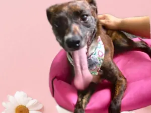 Cachorro raça Pinscher com srd idade 7 a 11 meses nome Molly 9meses porteP 