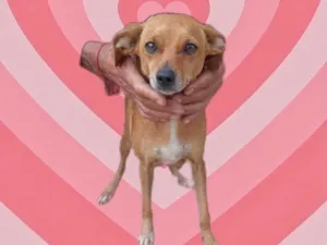 Cachorro raça Srd idade 1 ano nome Marie Louise porteP 