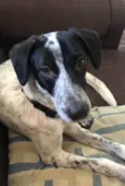 Loki