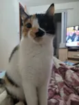 Bibi