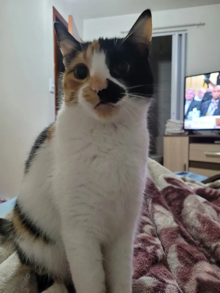 Gato ra a SRD idade 2 anos nome Bibi