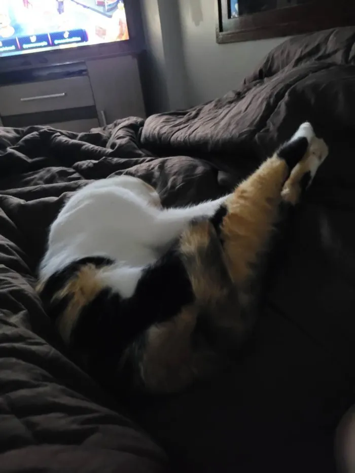 Gato ra a SRD idade 2 anos nome Bibi
