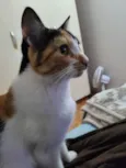 Bibi