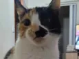 Bibi
