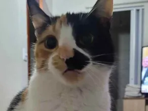Gato raça SRD idade 2 anos nome Bibi