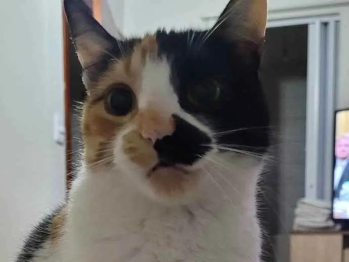Gato ra a SRD idade 2 anos nome Bibi
