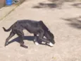Trakina