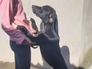 Cachorro raça Srd idade Abaixo de 2 meses nome Trakina