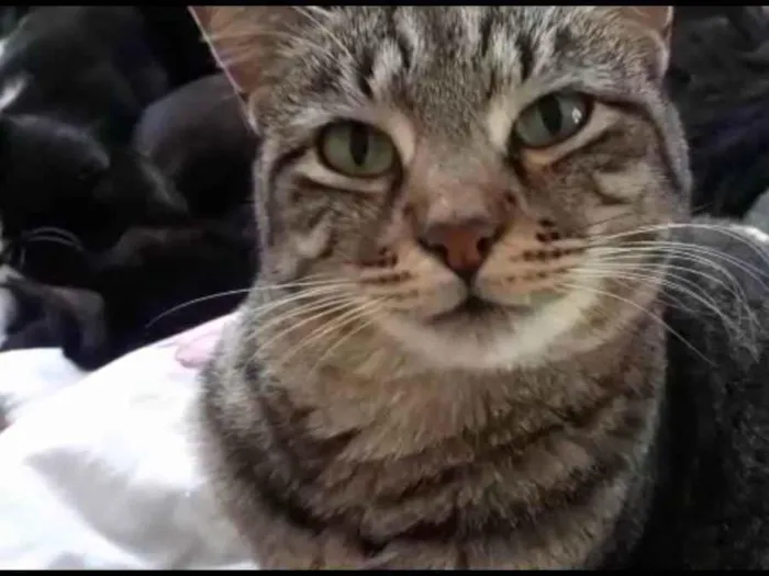 Gato raça Srd idade 1 ano nome Giorgio Armani lindo