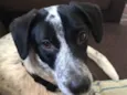 Loki