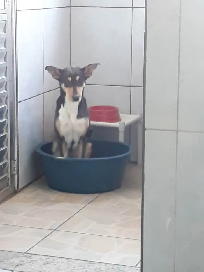 Cachorro ra a Srd idade 2 anos nome Menina