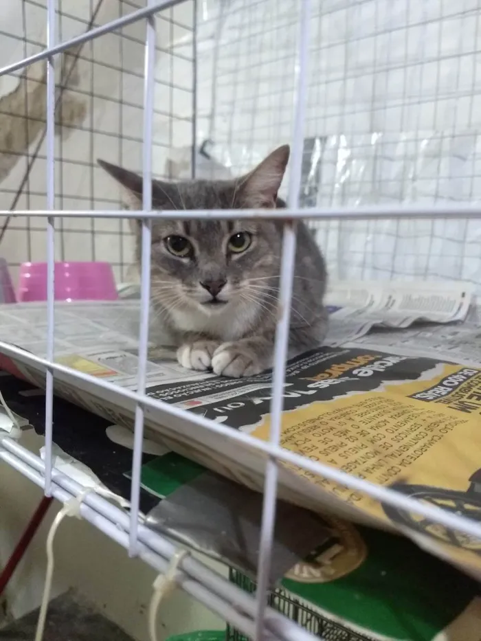 Gato ra a Mestiça de siamês idade 1 ano nome Cacau