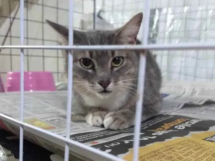 Gato ra a Mestiça de siamês idade 1 ano nome Cacau
