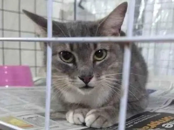 Gato ra a Mestiça de siamês idade 1 ano nome Cacau