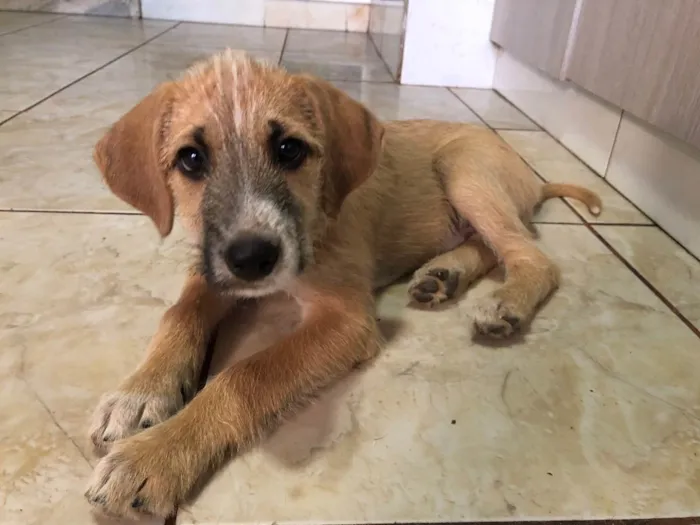 Cachorro ra a Sem raça  idade 2 a 6 meses nome Tom Cruise