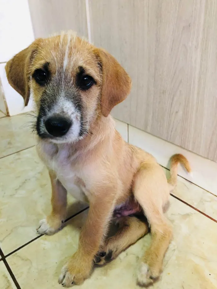 Cachorro ra a Sem raça  idade 2 a 6 meses nome Tom Cruise