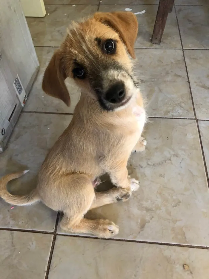 Cachorro ra a Sem raça  idade 2 a 6 meses nome Tom Cruise