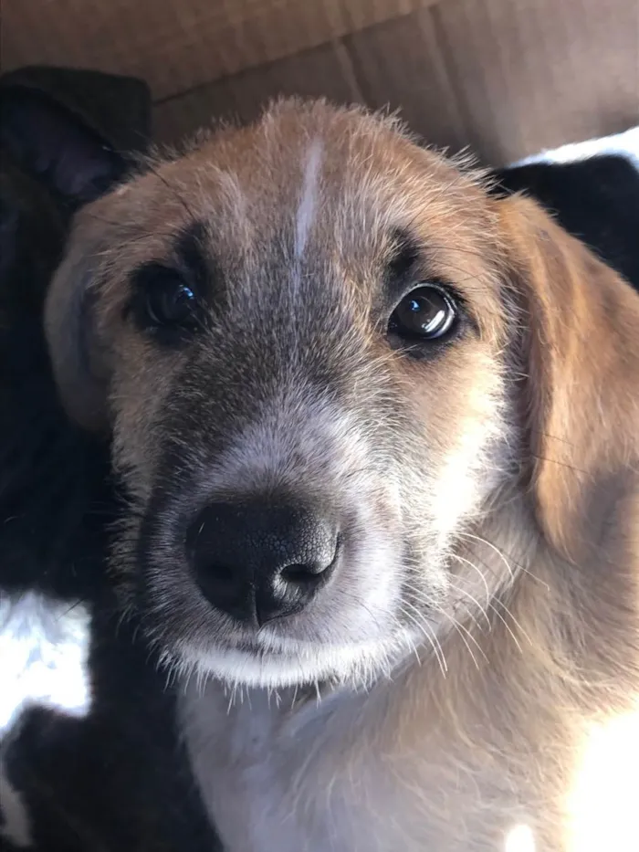 Cachorro ra a Sem raça  idade 2 a 6 meses nome Tom Cruise