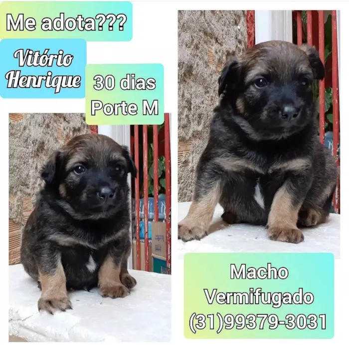Cachorro raça SRD idade Abaixo de 2 meses nome Vitorio Henrique 