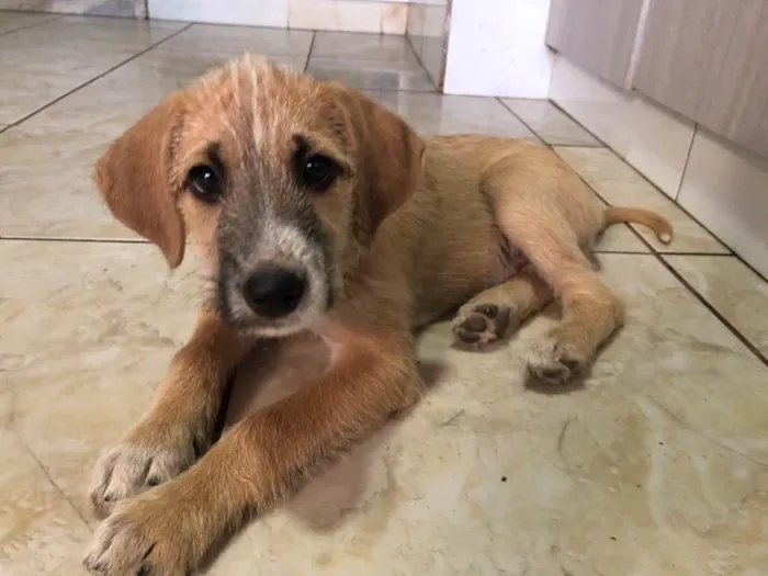 Cachorro ra a Sem raça  idade 2 a 6 meses nome Tom Cruise