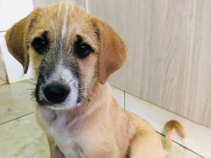 Cachorro ra a Sem raça  idade 2 a 6 meses nome Tom Cruise