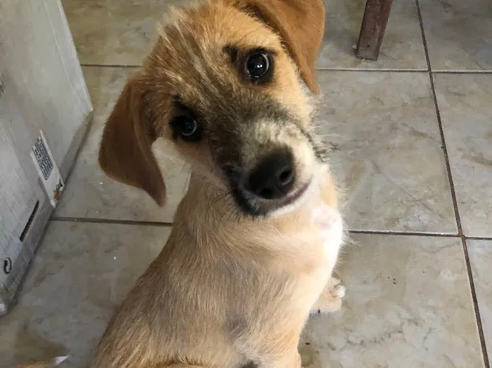 Cachorro ra a Sem raça  idade 2 a 6 meses nome Tom Cruise