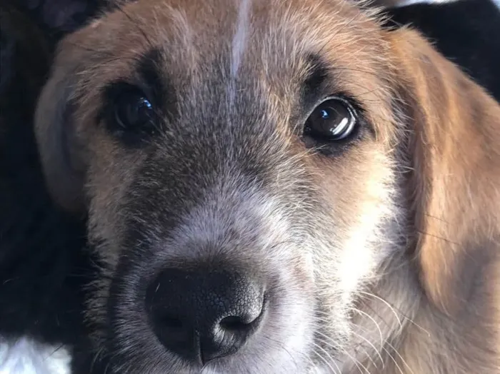 Cachorro ra a Sem raça  idade 2 a 6 meses nome Tom Cruise