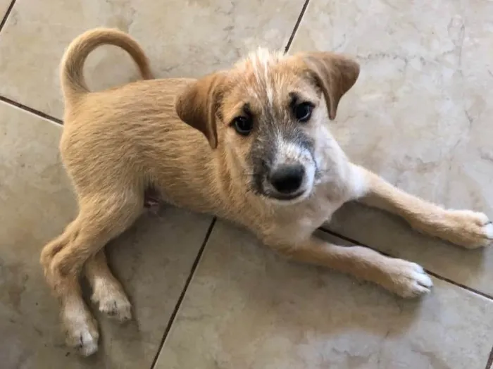 Cachorro ra a Sem raça  idade 2 a 6 meses nome Tom Cruise