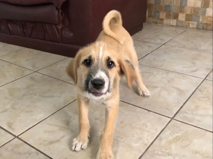 Cachorro ra a Sem raça  idade 2 a 6 meses nome Tom Cruise